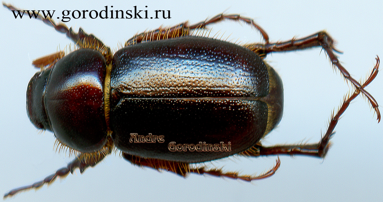 http://www.gorodinski.ru/scarabs/Tanyproctus dechambrei.jpg